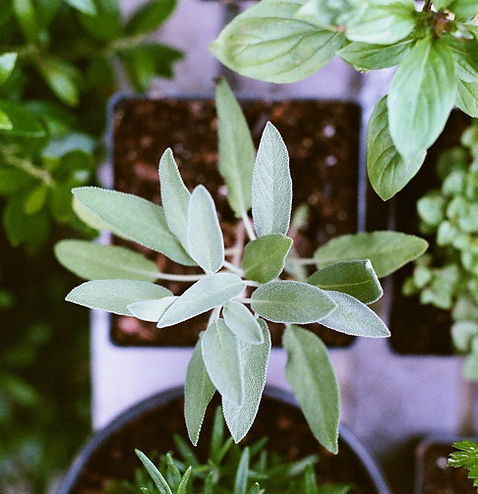 Herb Plants