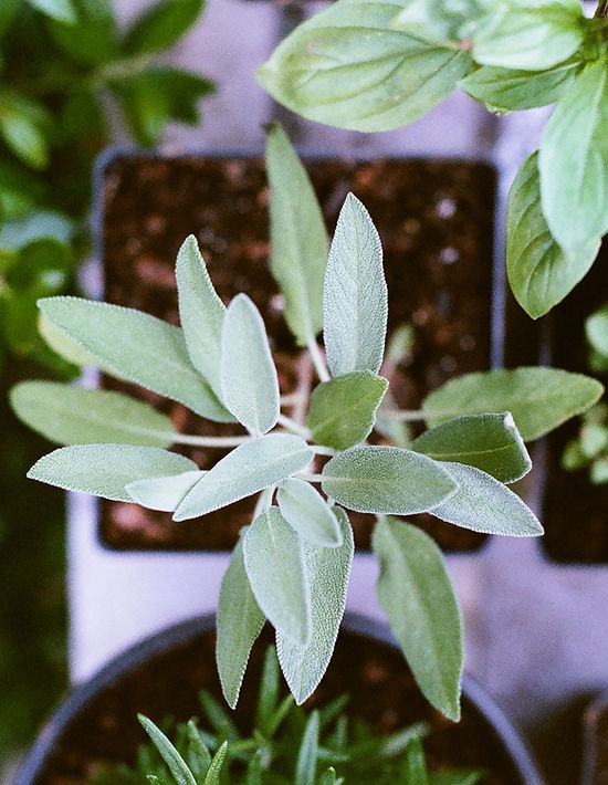 Herb Plants