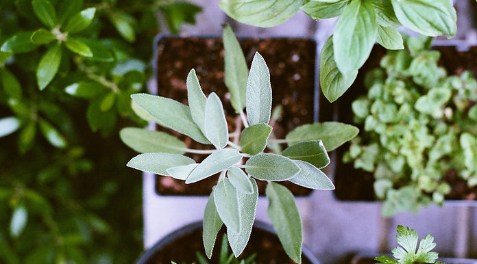 Herb Plants