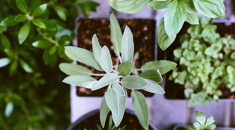 Herb Plants