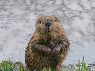 Check out this column by our newest Get Wild contributor!
