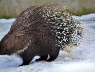 Things could get prickly