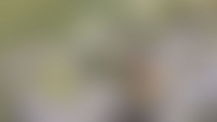 Pikas want snow for the new year