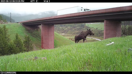 SB141 - A practical step towards safer roads and healthier wildlife