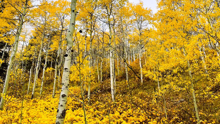 Summit County trees and their role in wildfires