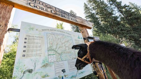 Local impacts of US Forest Service restructuring plan
