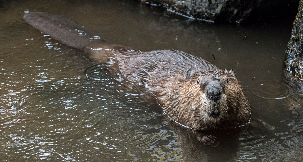 Beavers and BDAs to the rescue