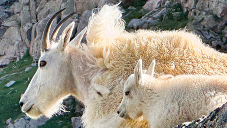 Tell your US Senators and Representatives: Don't sell off our public lands