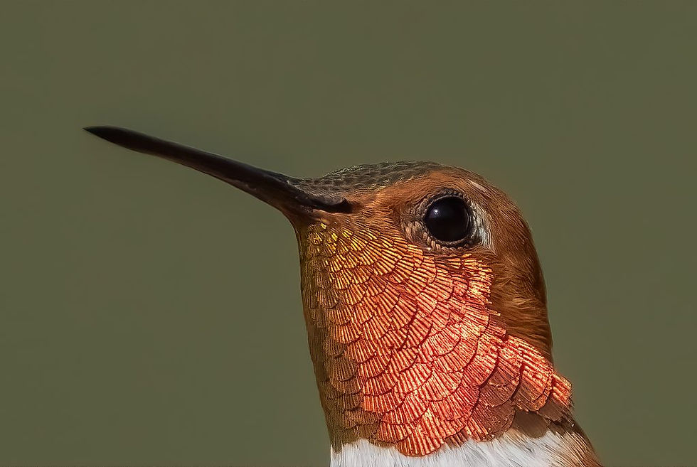 ree