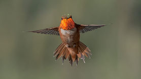 Care for migrating birds
