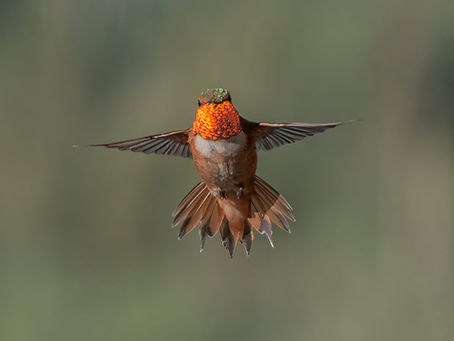 Care for migrating birds