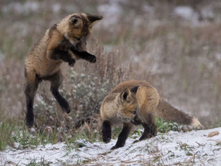 Winter's evolutionary dance
