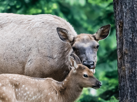 The healing power of nature connection
