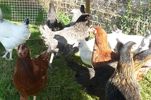 Hyrbid Hens Hyrbid Hens