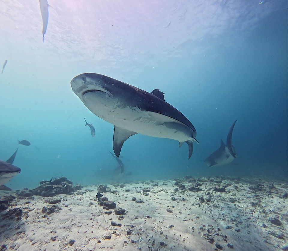 Tiger Shark Zoo