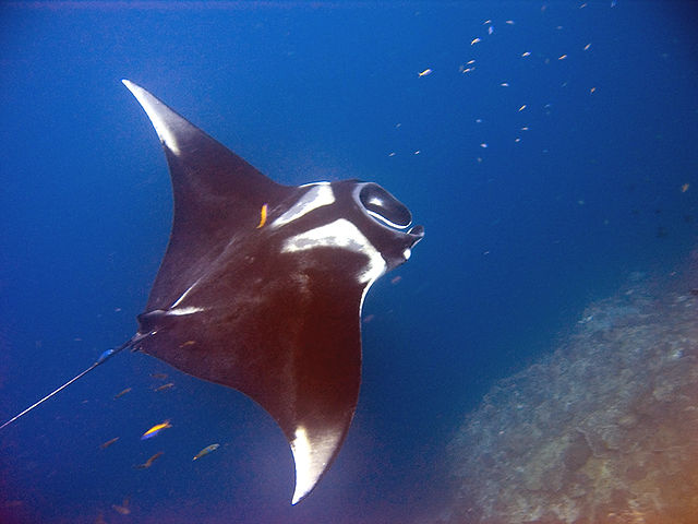 Manta Rays