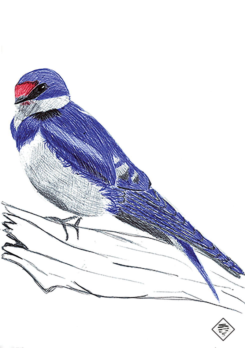 oiseau