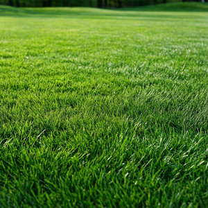 Seasonal Lawn Maintenance