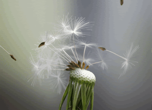 Dandelion