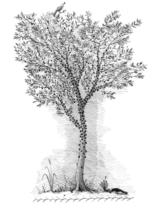 Miniatura: Fábula sobre o começo do mundo