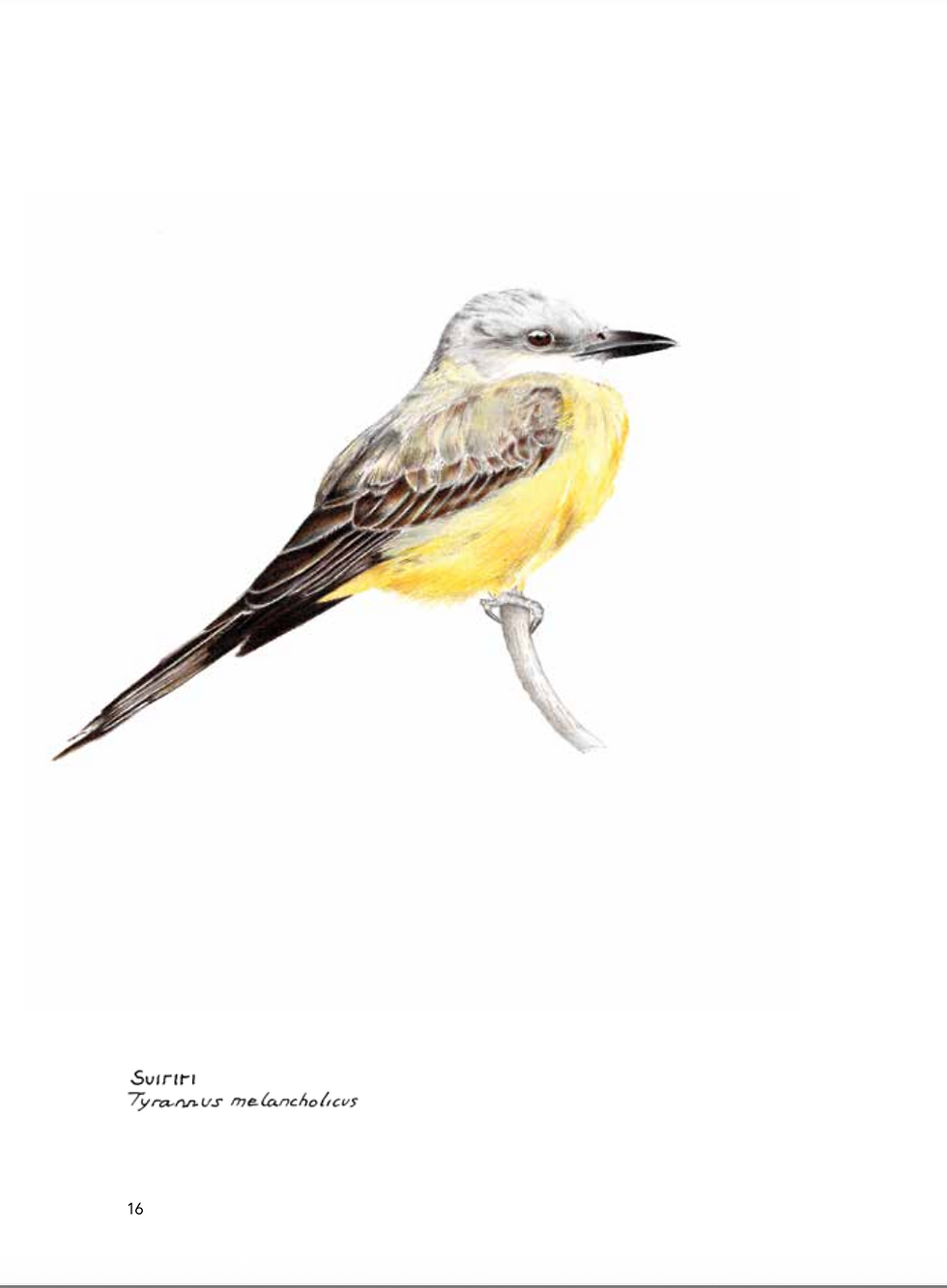 Miniatura: Aves migratórias no Brasil - Karlla Barbosa e Noris Lima