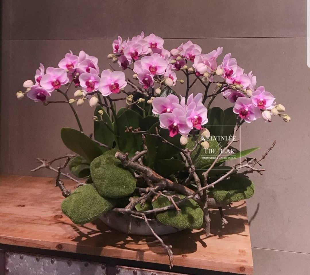 桌上型蘭花盆栽a 小熊森林花藝設計