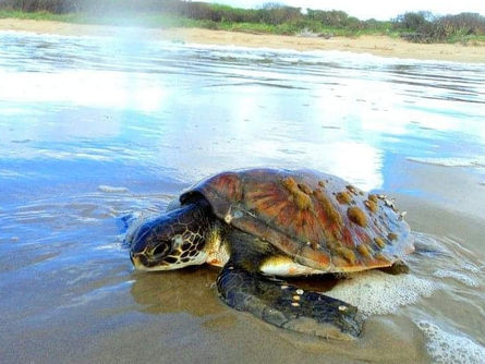 Tartarugas Marinhas: Conheça as Espécies Brasileiras e Sua Importância