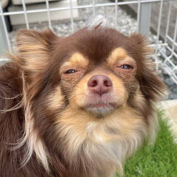 看板犬モネ君.jpg