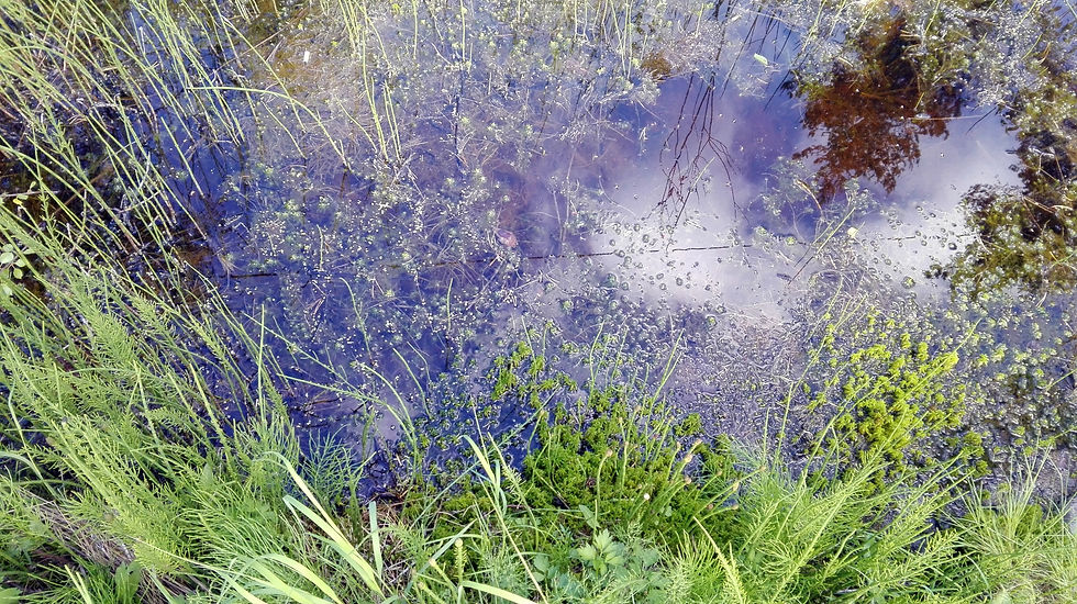 Thumbnail: enchanting swamp from lapland