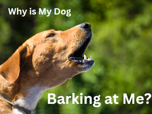 Why is My Dog Barking at Me?