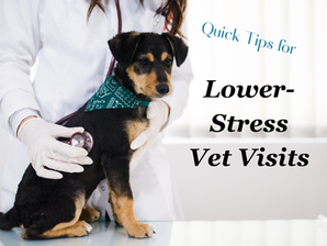 Tips for Lower-Stress Vet Visits
