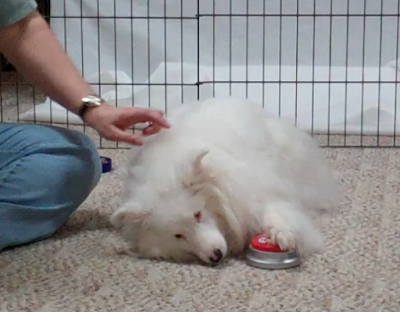 A blind and deaf dog learning to touch an easy button with her paw.  Her person gives her touch cues to let her know she has done the behavior correctly.