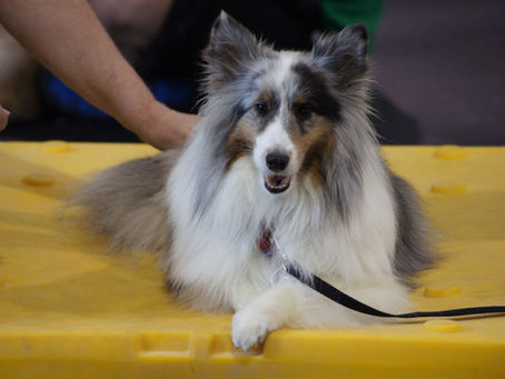 Teaching a Name Sign to Your Deaf Dog: Building Connection Through Communication