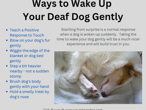 Waking Deaf Dogs Gently Without Startling