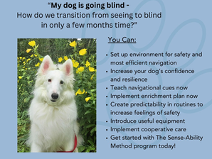 My Dog is Going Blind - How Can I Best Help Them?