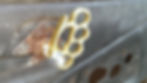Brass Knuckle Door Pulls