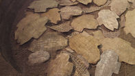 A cache of oracle bones which are turtle shells covered in early Chinese characters that have been charred in a fire. 