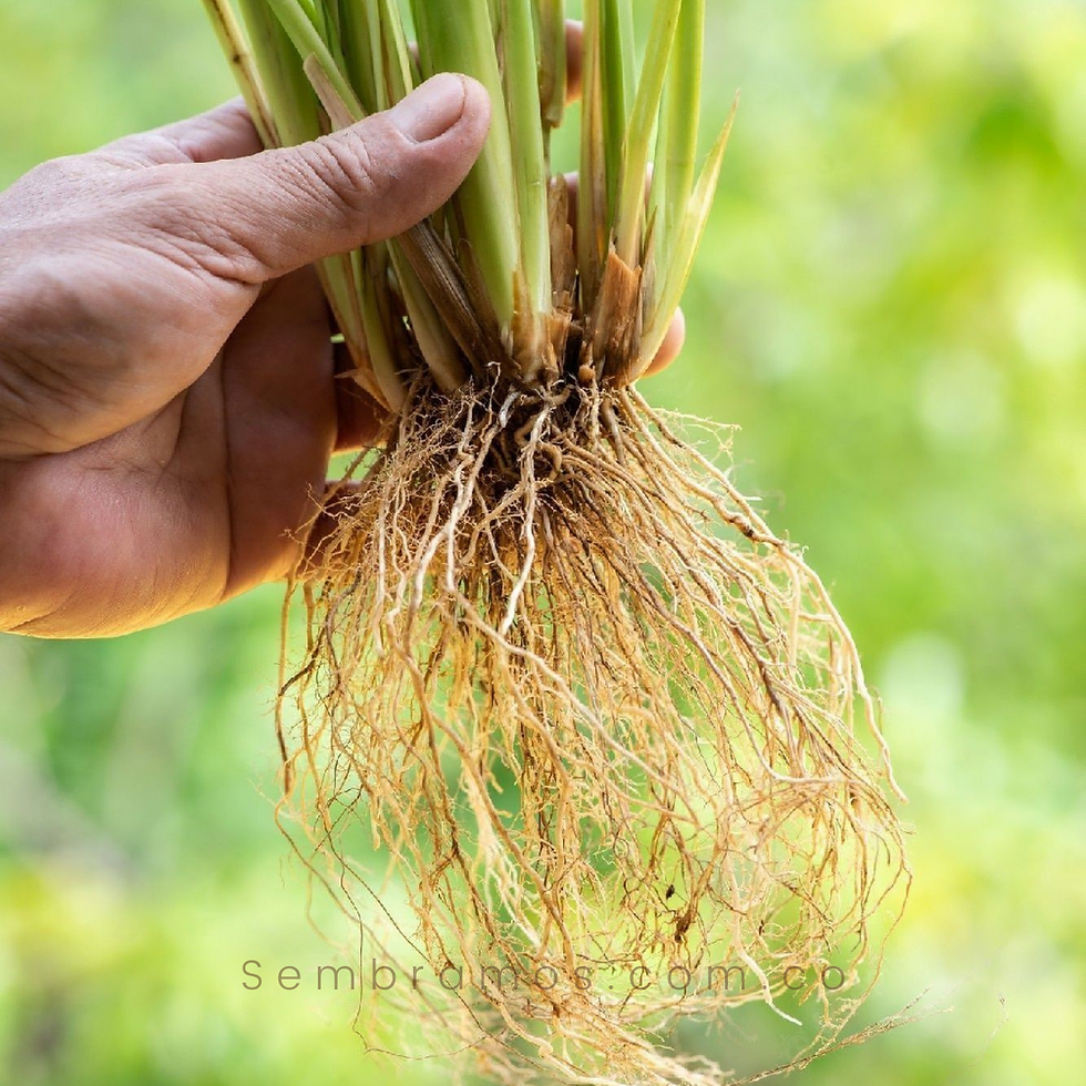Vetiver Training - Basics Planting Procedures (On Site)