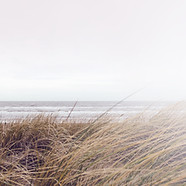 Sea Grass