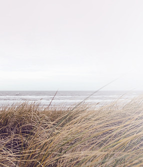 Sea Grass