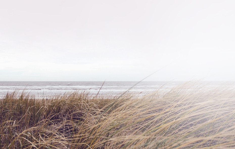 Coastal Grass View