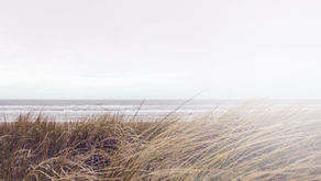 Biofuels Market Breakthrough Opens Way to Cellulosic Fuels Revolution