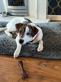 Dog for adoption