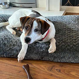 Dog for adoption