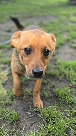 Dog for adoption
