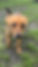 Dog for adoption