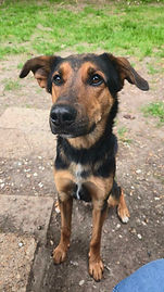 Dog for adoption