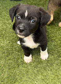 Dog for adoption