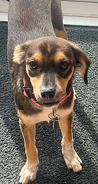 Dog for adoption
