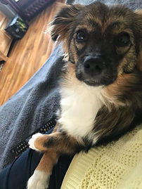 Dog for adoption